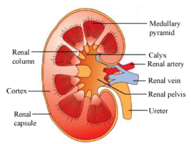 Notes Excretory System ICSE Class 10 Biology