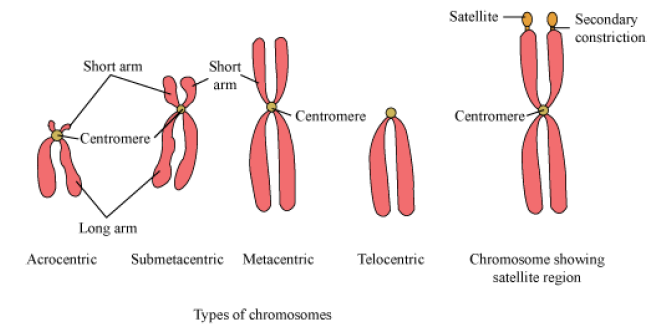 Notes Cell Cycle and Cell Division ICSE Class 10 Biology