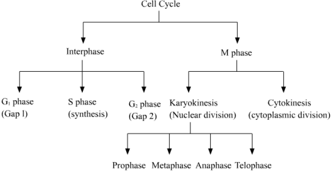 Notes Cell Cycle and Cell Division ICSE Class 10 Biology