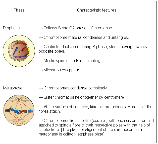 Notes Cell Cycle and Cell Division ICSE Class 10 Biology