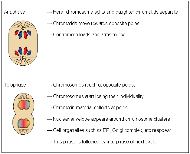 Notes Cell Cycle and Cell Division ICSE Class 10 Biology