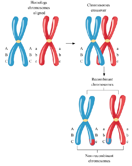 Notes Cell Cycle and Cell Division ICSE Class 10 Biology