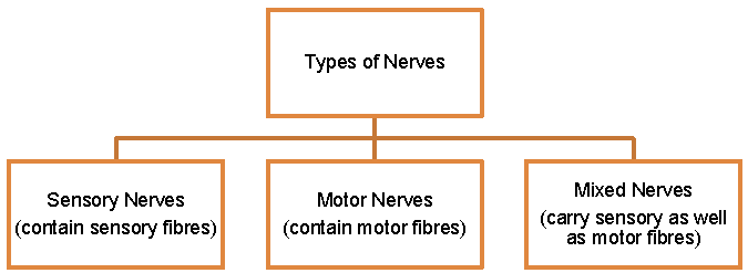 Notes Nervous System ICSE Class 10 Biology