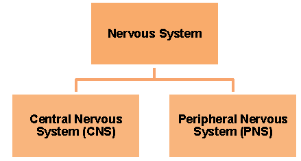 Notes Nervous System ICSE Class 10 Biology