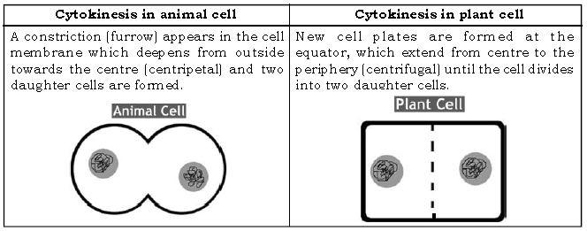 Structure of Chromosomes Cell Cycle and Cell Division ICSE Class 10 Biology Board Exam Questions