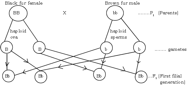 Genetics Some Basic Fundamentals ICSE Class 10 Biology Board Exam Questions