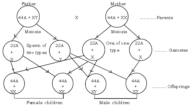 Genetics Some Basic Fundamentals ICSE Class 10 Biology Board Exam Questions