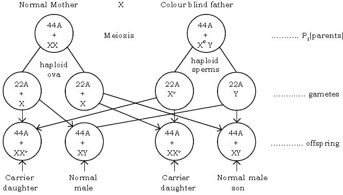 Genetics Some Basic Fundamentals ICSE Class 10 Biology Board Exam Questions