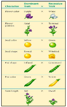 Genetics Some Basic Fundamentals ICSE Class 10 Biology Board Exam Questions