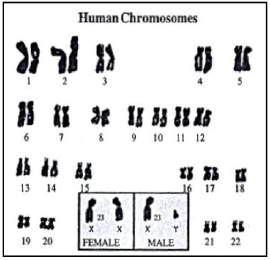Genetics Some Basic Fundamentals ICSE Class 10 Biology Board Exam Questions