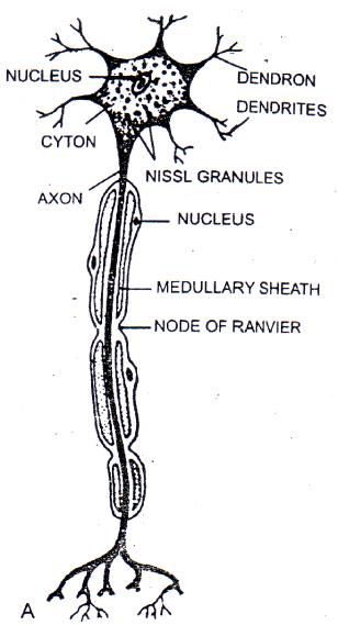 The Nervous System ICSE Class 10 Biology Board Exam Questions