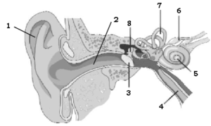 Sense Organs ICSE Class 10 Biology Board Exam Questions