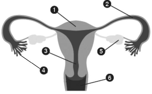 The Reproductive System ICSE Class 10 Biology Board Exam Questions