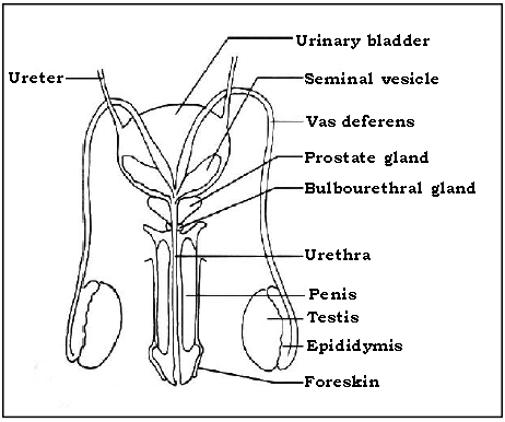 The Reproductive System ICSE Class 10 Biology Board Exam Questions