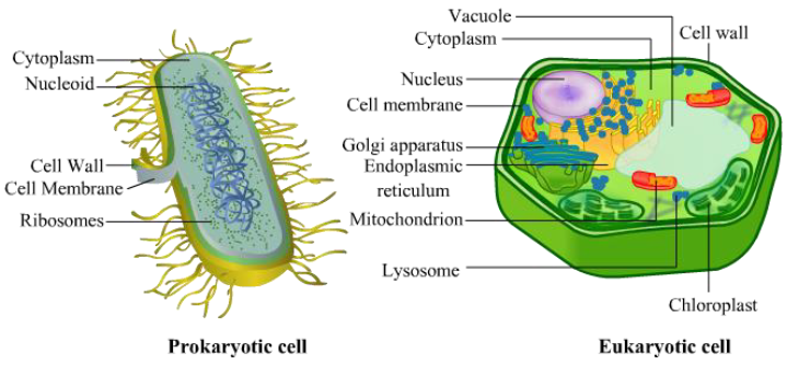 Notes Cell Cycle and Cell Division ICSE Class 10 Biology