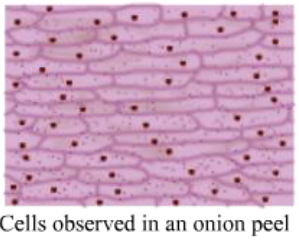 Notes Cell Cycle and Cell Division ICSE Class 10 Biology