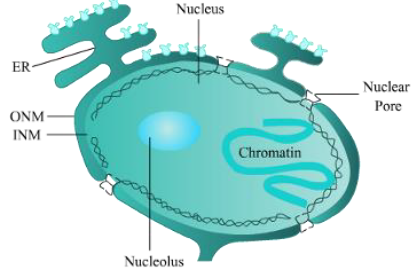 Notes Cell Cycle and Cell Division ICSE Class 10 Biology