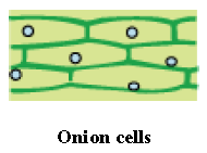 Notes Cell Cycle and Cell Division ICSE Class 10 Biology