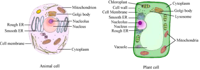 Notes Cell Cycle and Cell Division ICSE Class 10 Biology