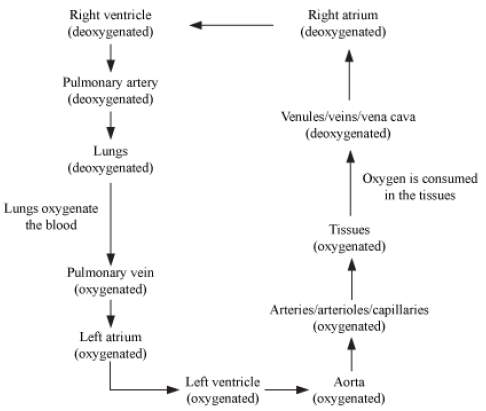 Notes Circulatory System ICSE Class 10 Biology