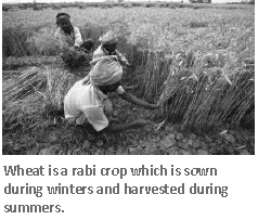 Notes Agriculture in India Food Crops ICSE Class 10 Geography