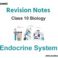 Endocrine System ICSE Class 10 Biology