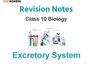 Excretory System ICSE Class 10 Biology