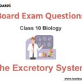 The Excretory System ICSE Class 10 Biology