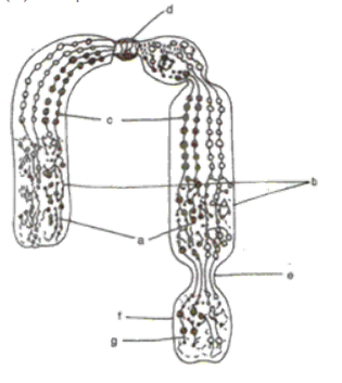 Frank ICSE Class 10 Biology Solutions Chapter 2 Structure of Chromosomes