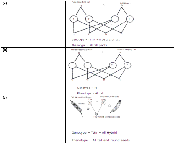 Frank ICSE Class 10 Biology Solutions Chapter 3 Principles of Genetics