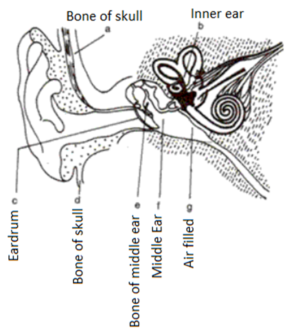 Frank ICSE Class 10 Biology Solutions Chapter 9 Nervous System