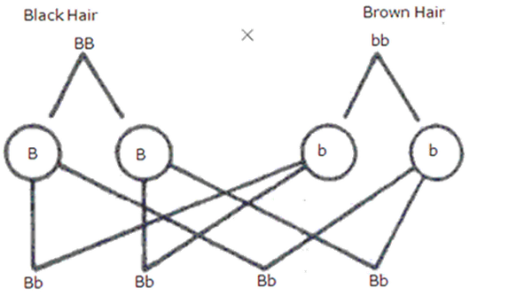 Frank ICSE Class 10 Biology Solutions Chapter 3 Principles of Genetics