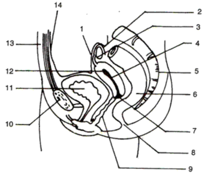 Frank ICSE Class 10 Biology Solutions Chapter 11 Reproductive System