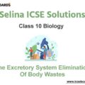 Selina ICSE Class 10 Biology Solutions Chapter 7 The Excretory System ...