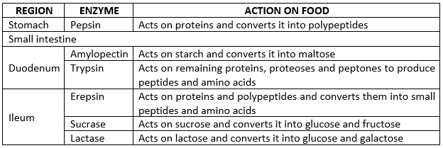 Selina ICSE Class 9 Biology Solutions Chapter 11 Digestive System