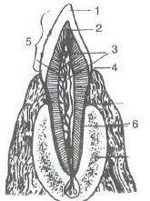 Selina ICSE Class 9 Biology Solutions Chapter 11 Digestive System