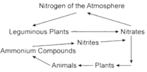 Selina ICSE Class 9 Biology Solutions Chapter 9 Economic Importance Of Bacteria And Fungi